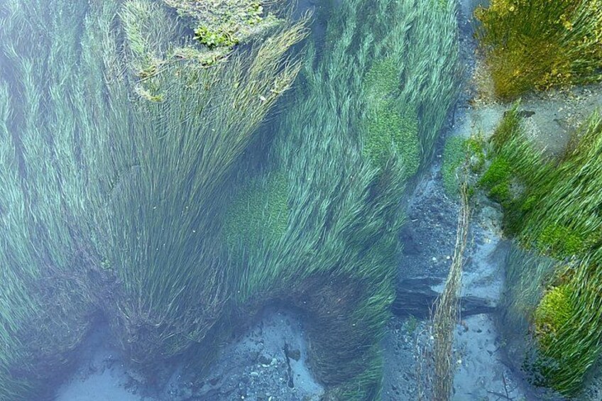 Blue Springs 5