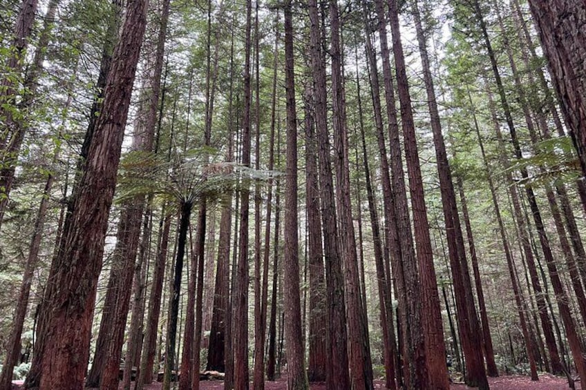 Una fitta foresta con alberi alti e un manto di foglie cadute. 5