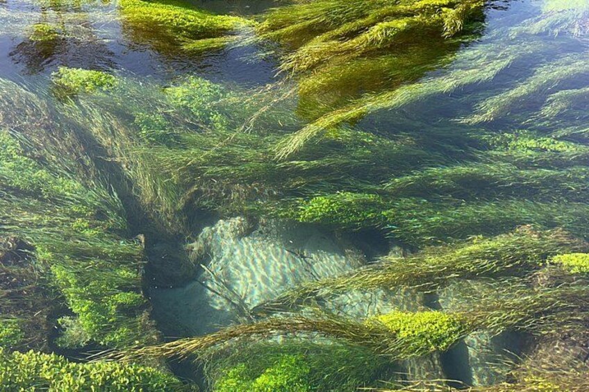 A clear water body with submerged vegetation. 5