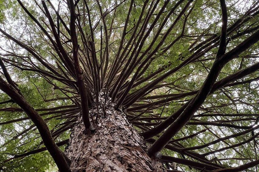 Redwood Forest 4