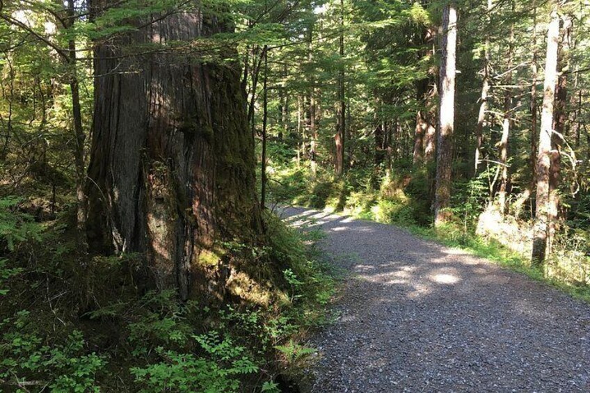Tongass National Forest 1