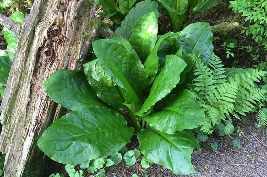 Lush Greenery in the Forest 2