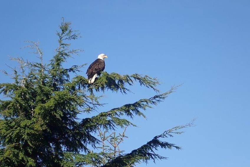 A bald eagle perched on a tree branch. 2
