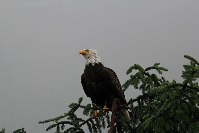 Eagle 4