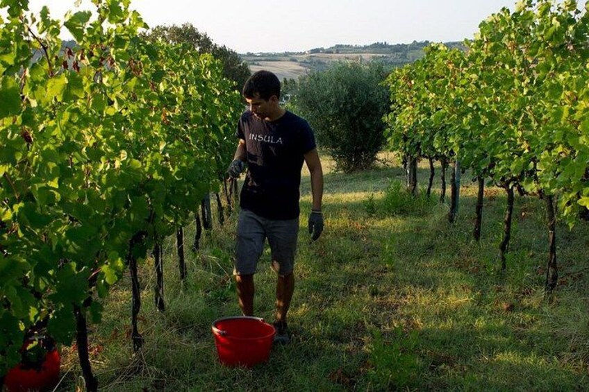 Discover Italian Wines at Tenuta La Viola 4