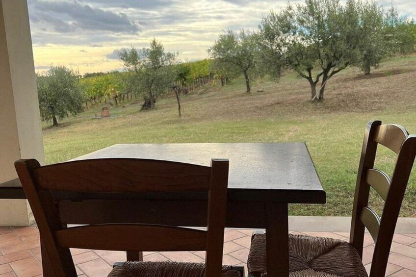 Discover Italian Wines at Tenuta La Viola 3