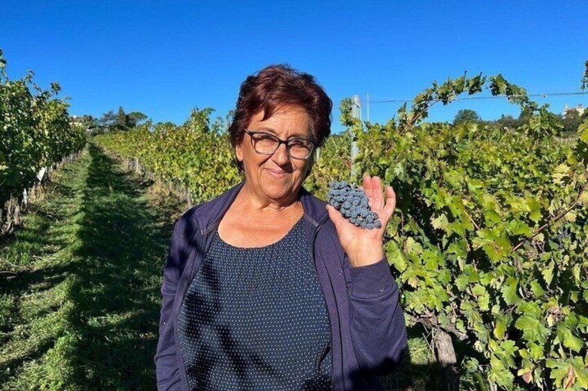 Discover Italian Wines at Tenuta La Viola 4