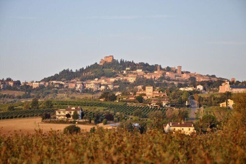 Discover Italian Wines at Tenuta La Viola 5