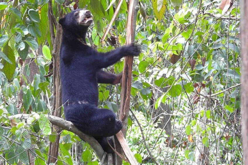 A black bear climbing a tree in a dense forest. 1