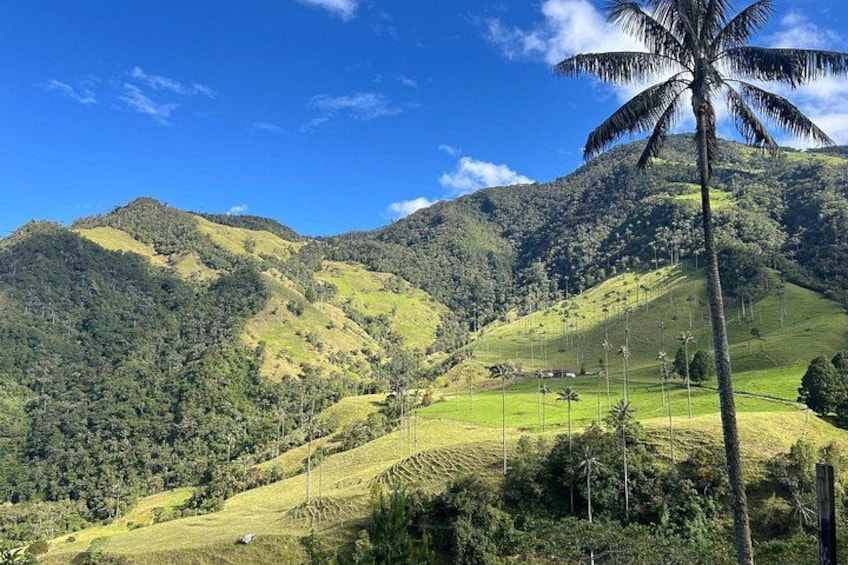 Cocora Valley Shared Tour 4