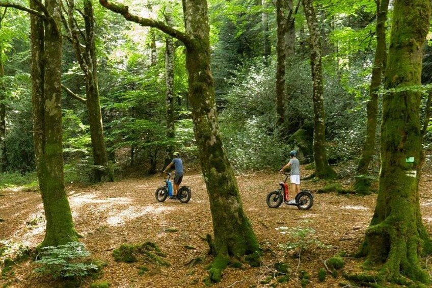 Two people riding electric bikes in a forested area with trees and a dirt path. 5