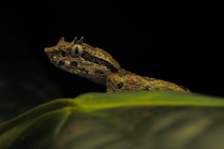 Une grenouille sur une feuille. 5