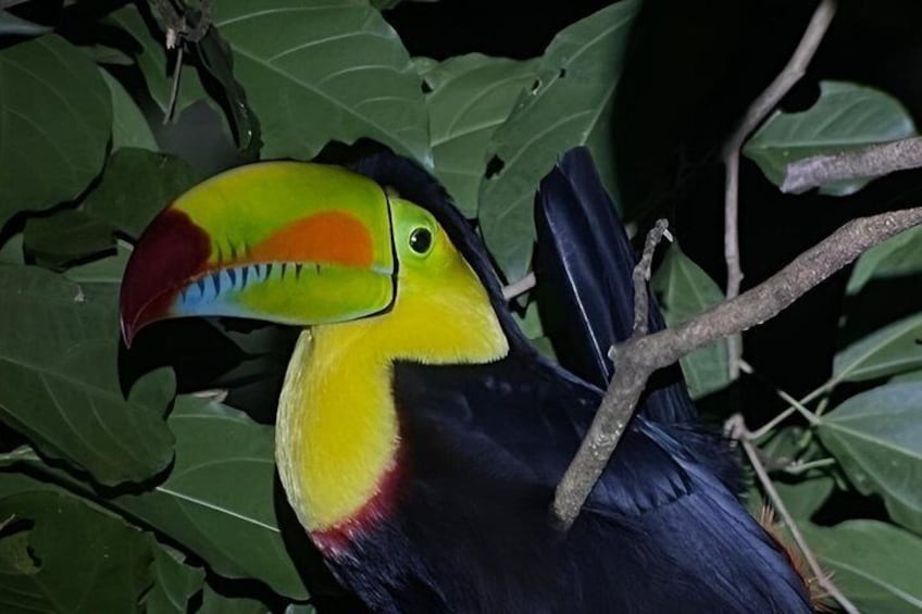 Un toucan doté d’un grand bec, de plumes jaunes et noires, et d’une tache rouge près du bec. 2