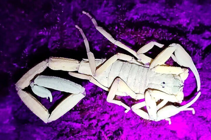 Un scorpion doté de pinces et d’un corps segmenté, sur un fond violet. 4