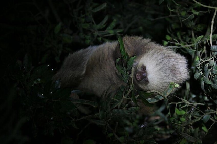 Un singe dans une forêt dense et verdoyante. 1