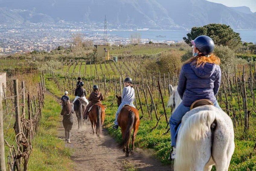 A group of people riding horses on a dirt path through a vineyard with a coastal city in the background. 4