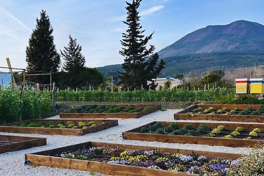 Een tuin met verhoogde borders, een berg op de achtergrond en een heldere lucht. 4