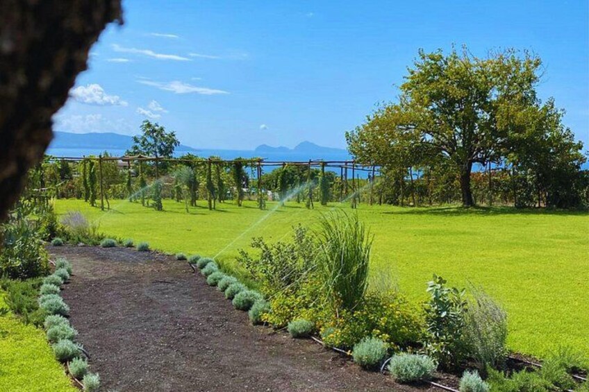 A garden with a gravel path, green grass, and a tree. 2