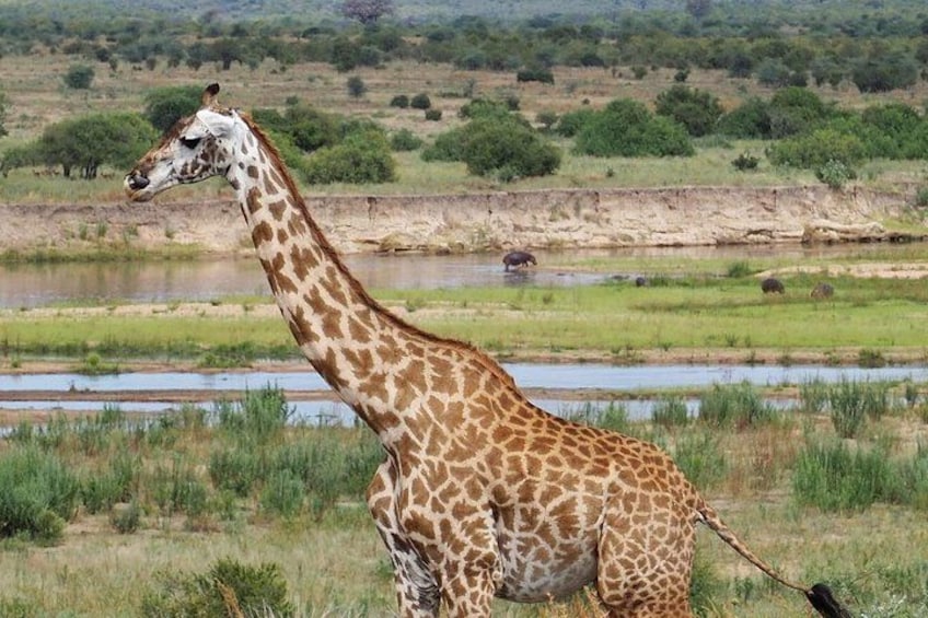 A giraffe standing by a river with a grassy landscape and trees in the background. 5