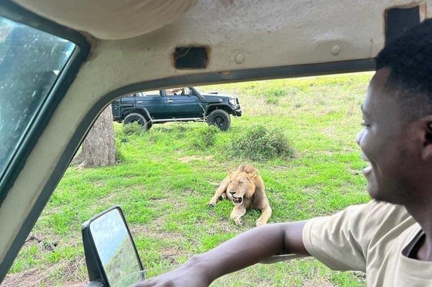 A vehicle interior with a person driving, a lion lying on the ground, and a parked vehicle in the background. 1