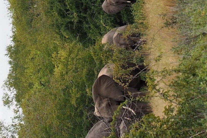 Elephants walking along a dirt path surrounded by dense green foliage. 4