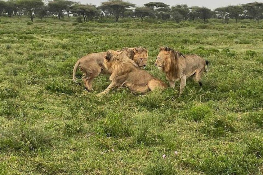 A group of lions in a grassy savannah with trees in the background. 3