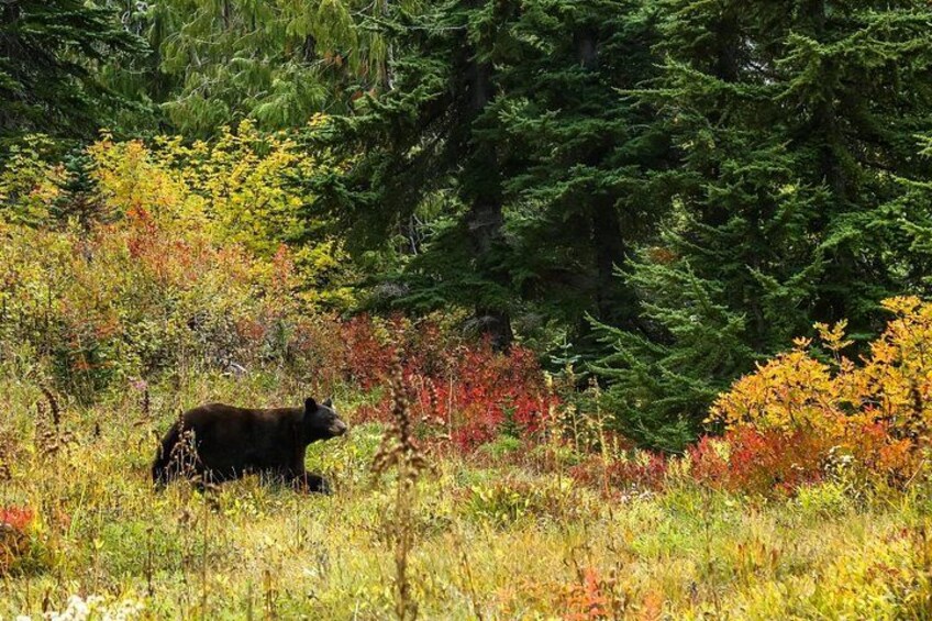 Un oso en un bosque con follaje otoñal. 3