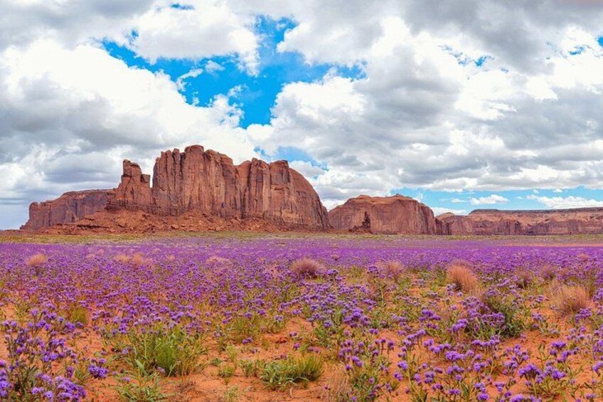 A desert landscape with purple flowers and red rock formations under a cloudy sky. 2