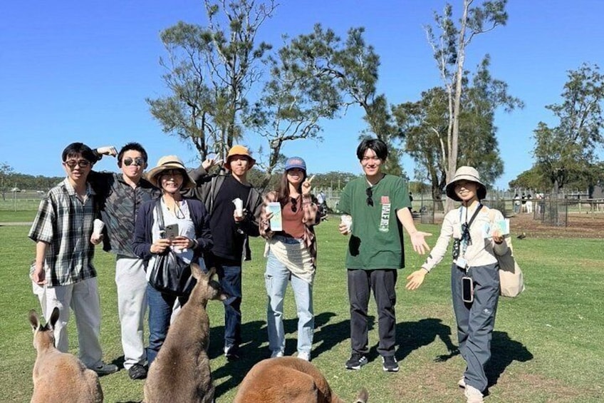 Newcastle: Port Stephens Dolphin Cruise & Wildlife Day Tour 4