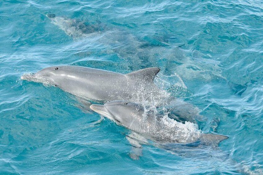 Newcastle: Port Stephens Dolphin Cruise & Wildlife Day Tour 3
