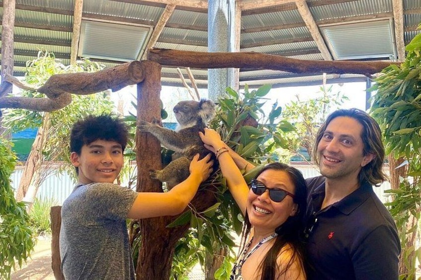 En person interagerer med en koala oppe i et træ. 3