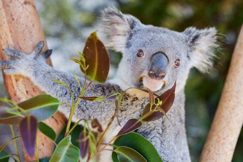 En koala klamrer sig til en gren, omgivet af eukalyptusblade. 1