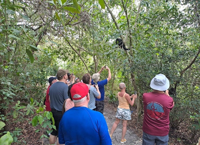 Rumble in the Jungle: Belize Howler Monkey Expedition 2