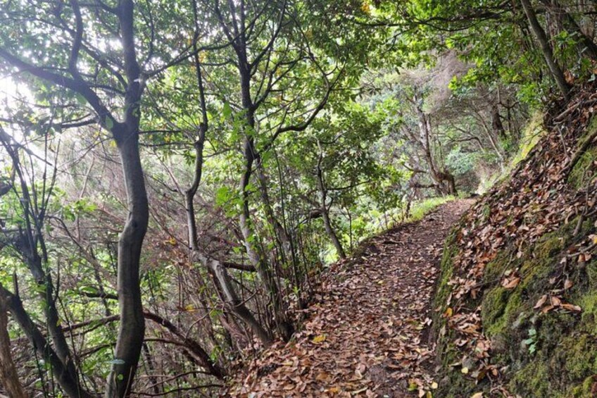A forested trail with a steep incline, surrounded by dense trees and a fallen log. 4