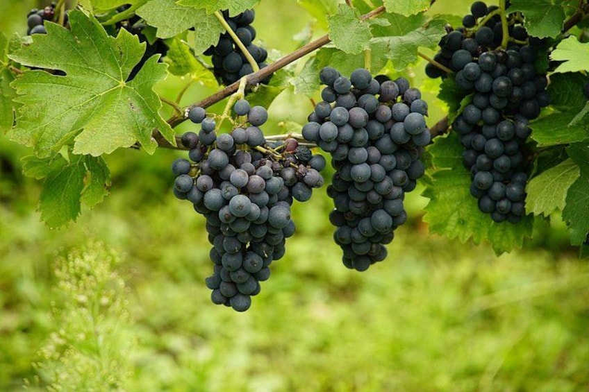 Uncork the Cape : Stellenboch Half Day Wine Tour 3