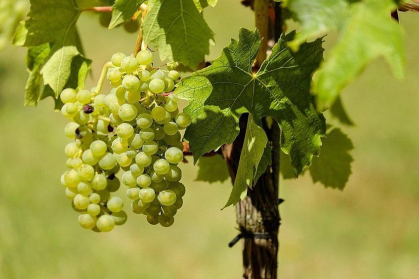 Uncork the Cape : Stellenboch Half Day Wine Tour 2