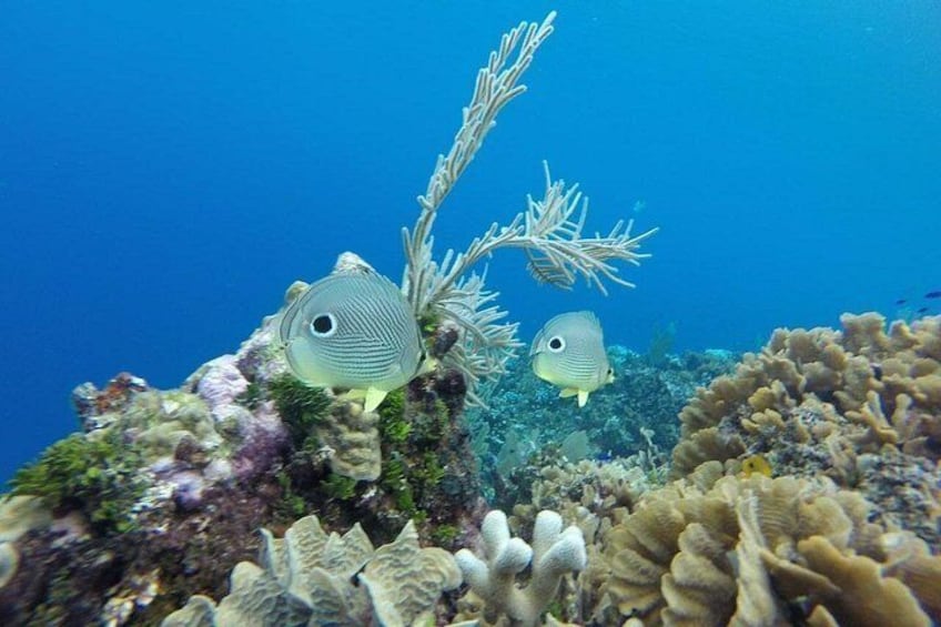 Dos peces nadando cerca de formaciones de coral en un entorno submarino de azul cristalino. 2