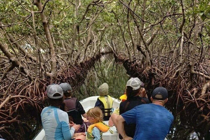 Un grupo de personas en un bote rodeado de manglares. 4