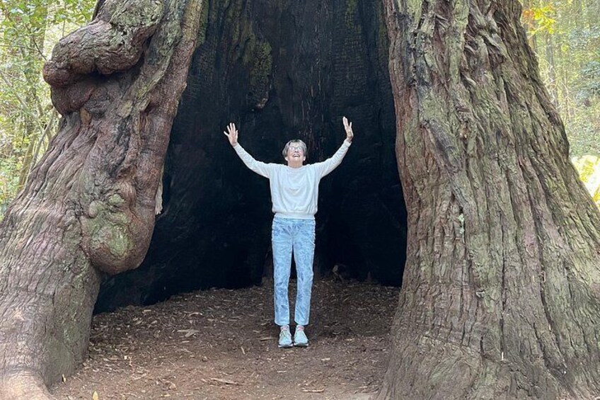 Step inside a giant living old growth tree. 5