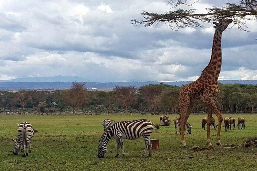 Une girafe, des zèbres et des éléphants dans un champ herbeux, sous un ciel nuageux. 3