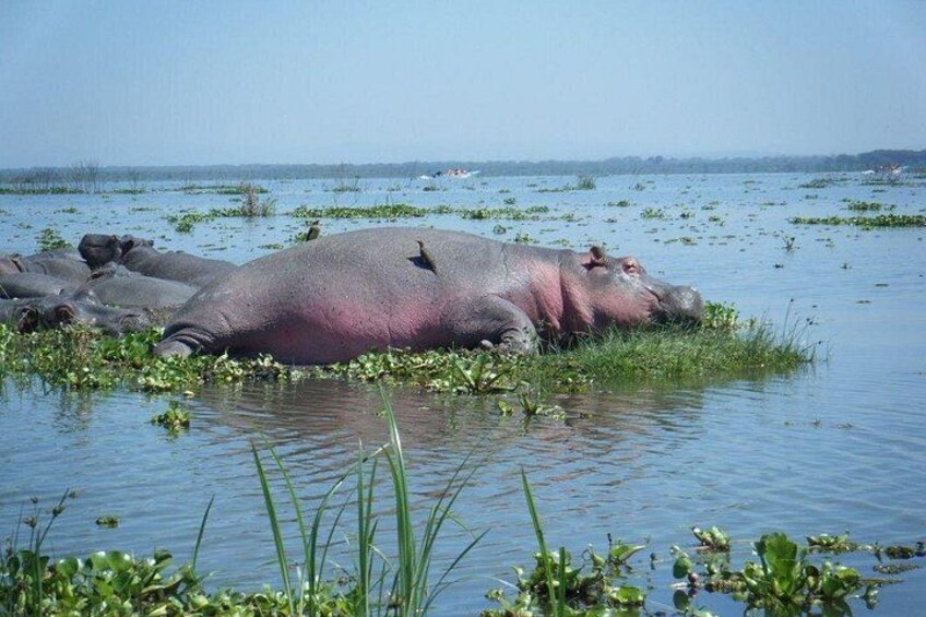 Des hippopotames se reposent dans une étendue d’eau bordée de végétation. 5