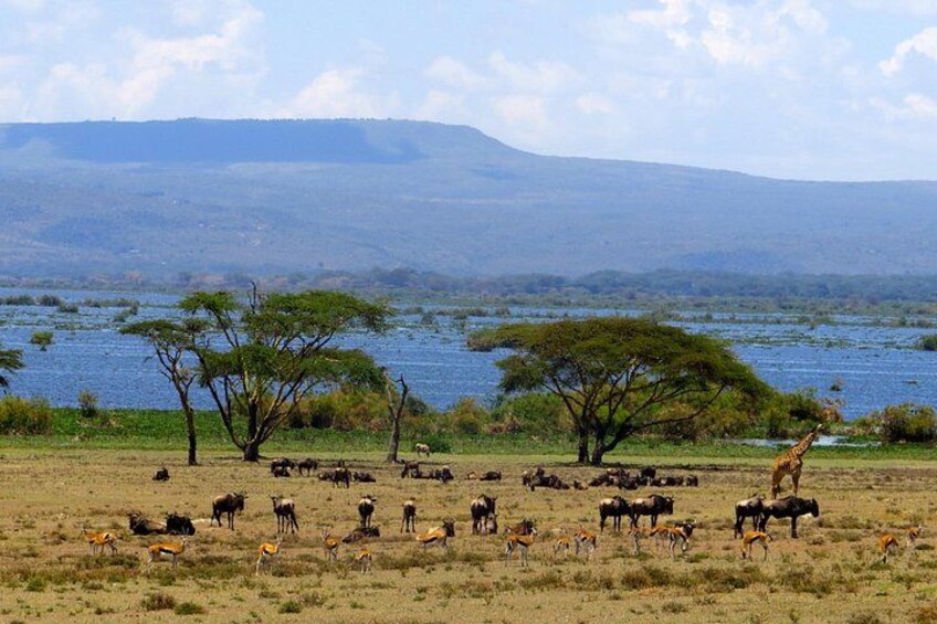 Un paysage de savane avec un lac, des arbres et une faune variée, notamment des girafes et des antilopes. 1