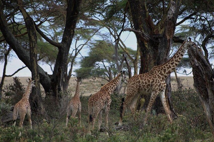 Des girafes se promènent près des arbres dans un paysage naturel. 2