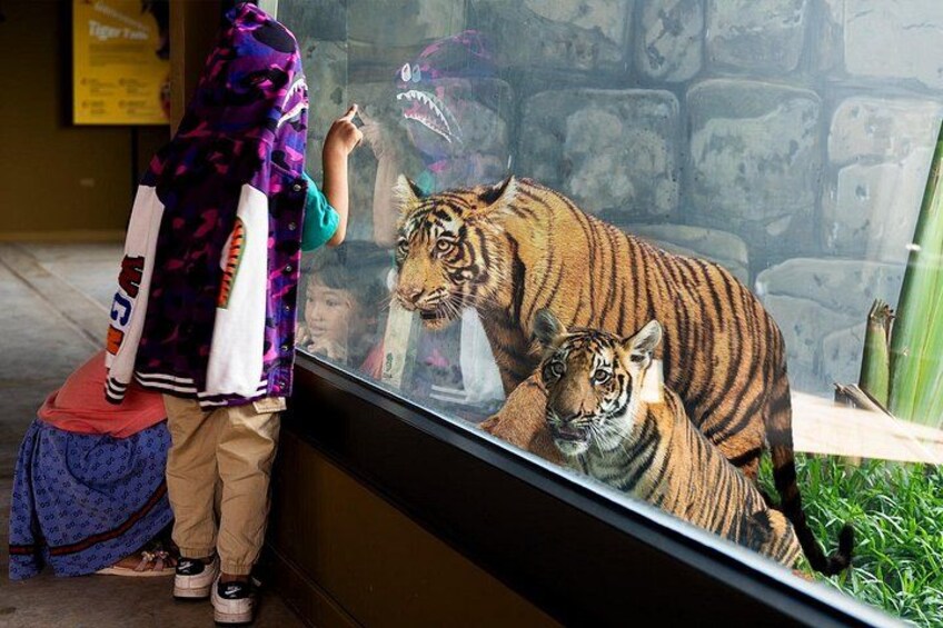 Una persona observando a un tigre y a su cachorro tras una vitrina. 3