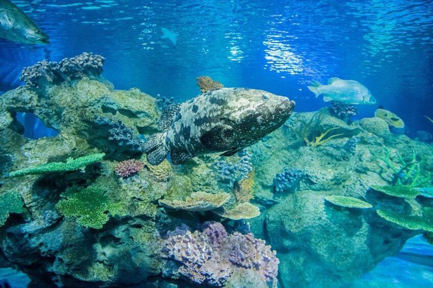 Escena submarina con un pez grande, formaciones de coral y diversa vida marina. 2