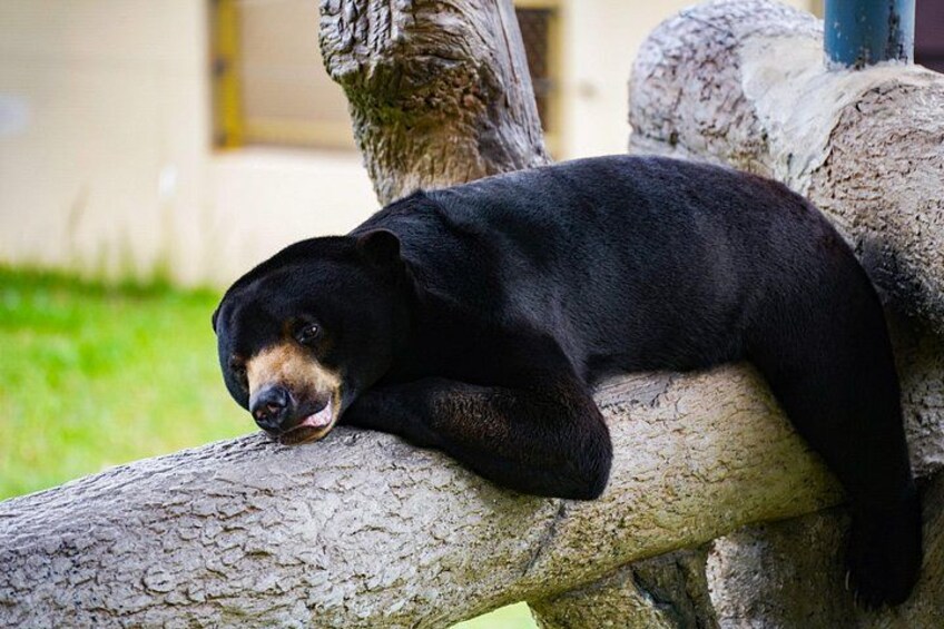 Ein Schwarzbär ruht auf einem Ast. 2