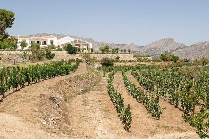 Alicante Winery Tour in Guadalest Valley with 4 Wine Tastings 4