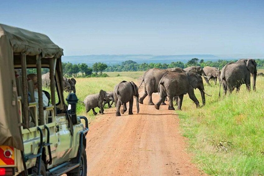 A safari vehicle on a dirt road with a herd of elephants crossing. 3