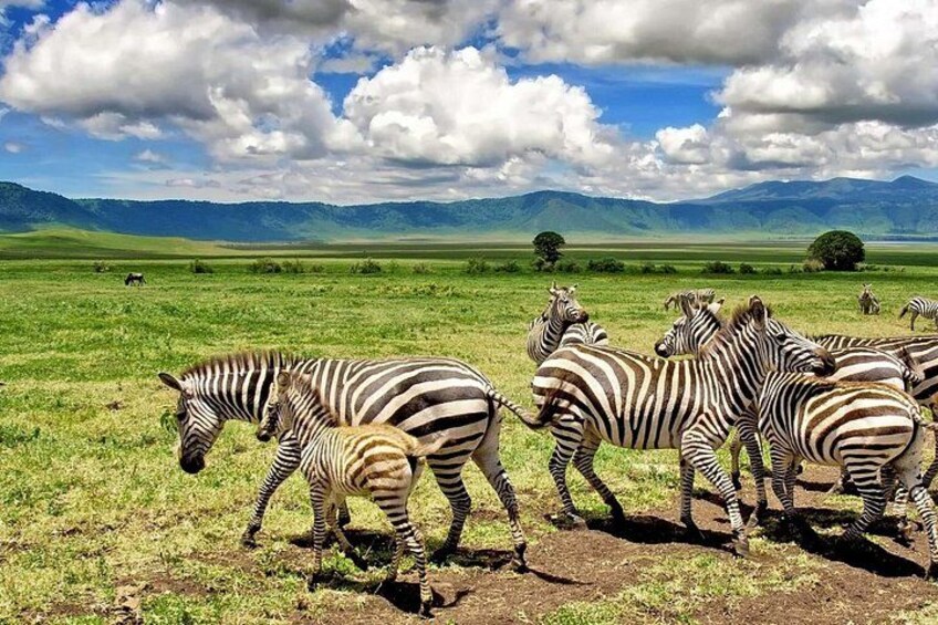 Zebras in a grassy field with mountains in the background. 2