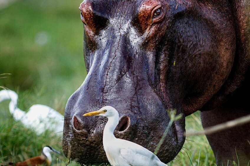 A close-up of a cow's face with a bird perched on its nose. 2